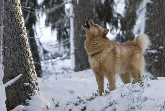 Fashion finnish spitz husky